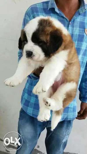 Nagpur:-french Mustiff" Lasa Apso"all Puppeis Breeds Cash On