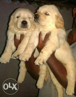 O6 Golden retriever puppy 35 days old pure breed top