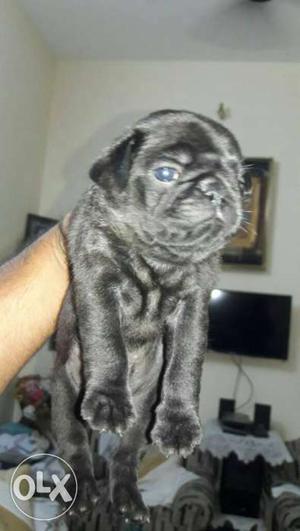 O6 pug puppy pure breed top quality available black