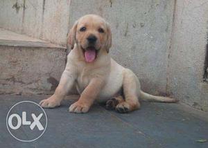 ONLY SERIOUS BUYER CALL ME American labrador puppies for