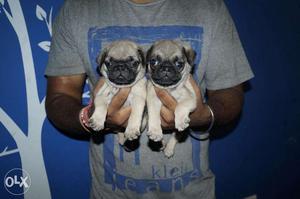 Pug male female puppy available