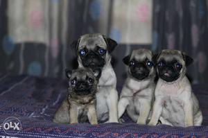 Pug puppy 2 months old (Rs  each)