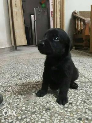 Pure lebra female for sale