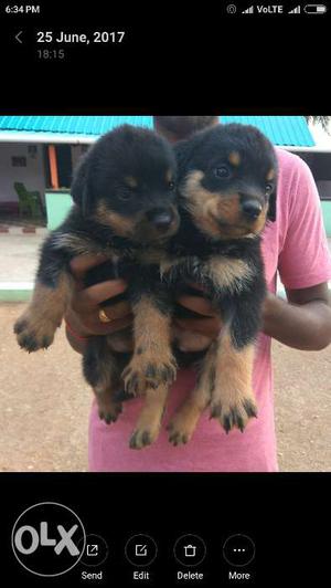 Quality Rottweiler puppies for sale. 35 days