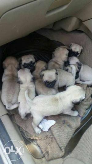 Quality healthy pug puppys available at