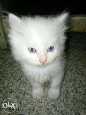Quality parsian kittan female available location
