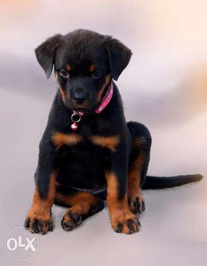 Rottweiler Home Breed Female Puppies Available