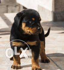 Rottweiler puppy soOoO CUTE CUTE & HAVEY BONE pups for sell