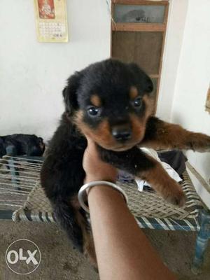 Rottweiler single male pup for sale