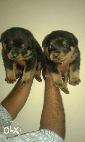 Rottwieler dogs for sell puppy available
