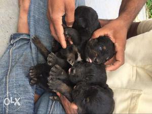 Rotweiler Puppies (female) for sale