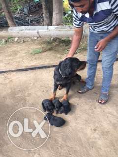 Rotweiler puppies for sale in Rahata