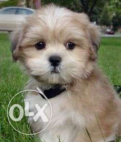 Sell Friendly, Beautiful Shih Tzu Puppy For Sale moni kennel