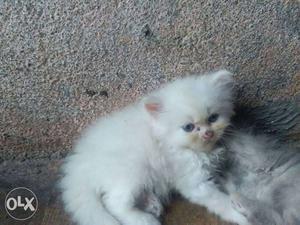 Sell my persian kitten 4 white 4 gray