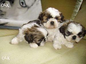 Shihtzu cute pups for sale in Delhi call now 45 days old