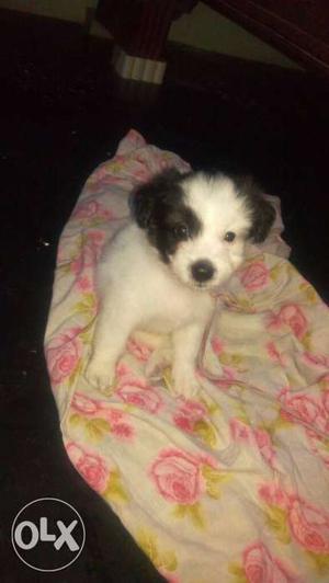 Short-coated White And Black Puppy