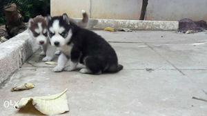 { Show Quality Siberian Husky Puppies Available