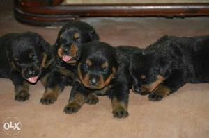 Show quality Rottweiler puppies available