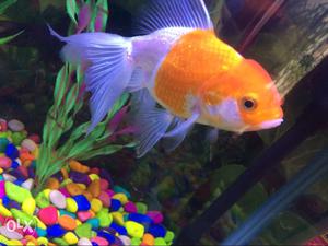 Silver And Orange Goldfish (6inch with tail)