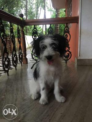 Small Size Long Coated White And Black Dog