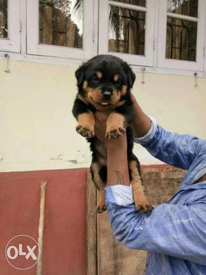 Superb rottweiler puppies ready at reasonable