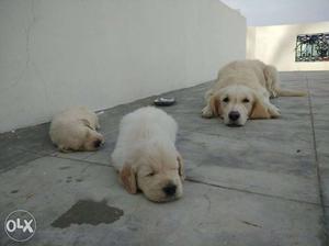 Three Yellow Golden Retriever With Puppies