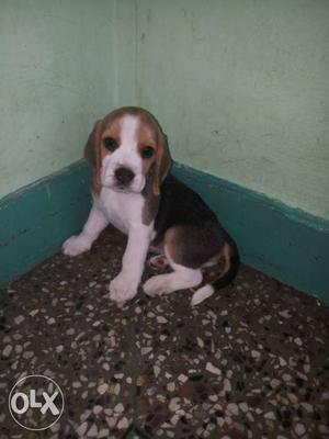 Tricolor Beagle Puppy female