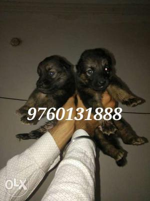 Two Black-and-tan German Shepherd female quality available