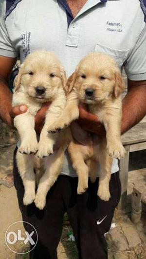 Two Brown Coated Puppies