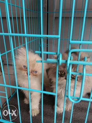Two Brown Persian Kittens