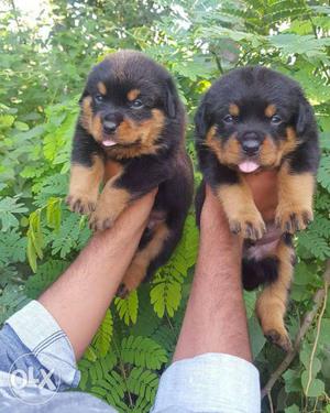 Two Brown-and-black Rotwiller pups with High Quality