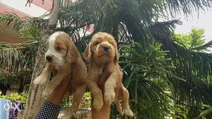 Two Tan American Spaniel Puppies