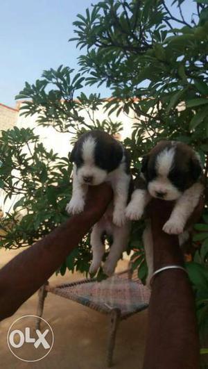 Two White-and-brown St. Bernard Puppies