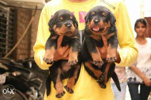 Unexpected True Quality Rottweiler Puppies