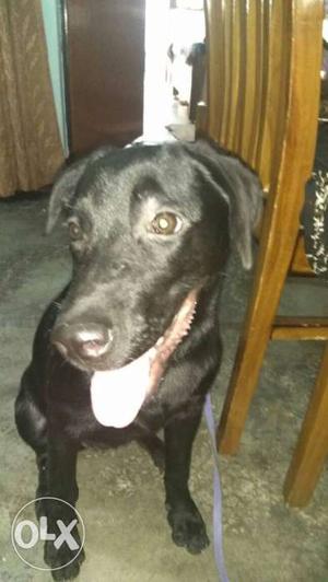 Urgent sell 6months old labrador puppy fully vaccinated and