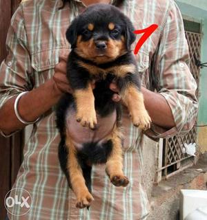Very Big Head size Rottweiler Puppy for show Homes only