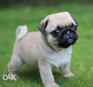 Very beautiful and very nice labrador pug female pappy sale