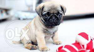 Very nice and very beautiful pug pappy sale in fathepur