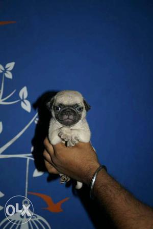 Very sweet pug pups best quality or price Chauhan