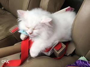 Very sweets Persian cat and kitten for sale.in Jaipur