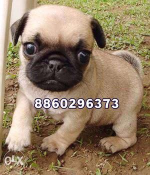 Vodafone pug brown male healthy puppy available today offers