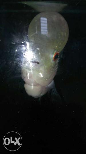 White Flower Horn Fish