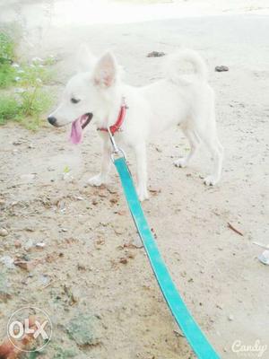 White colour,pista dogy,age 3 month