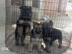 Workout home breed German shepherd pupp all breed pupp sell