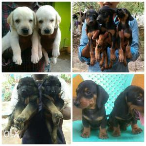 Yellow Labrador With Black And Brown Rottweiler Puppies
