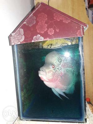 1.5 /1 fish tank & cover only for 600 nice