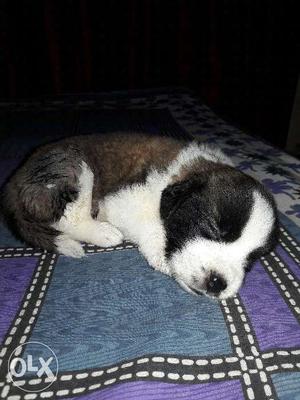 1 month saint bernard female puppy for sale only
