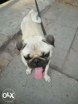 12 month PUG MALE for sale. Healthy & Full active