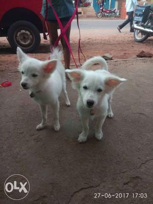 2.5 months old show quality pumurian puppies available.