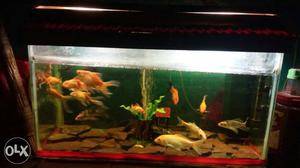 2 ft aquarium,tatal aquarium with